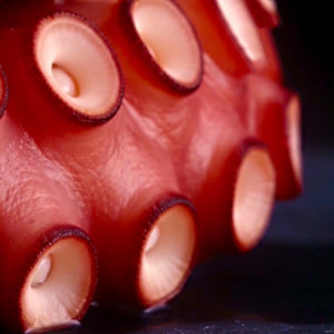 Octopus Tentacles Up Close